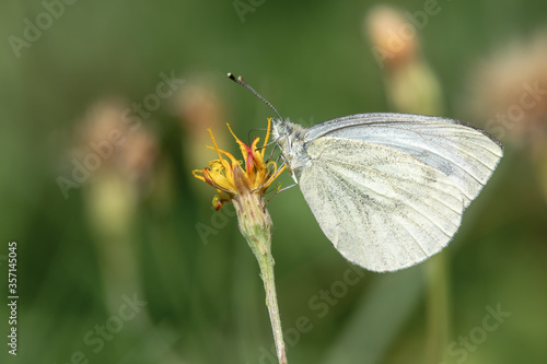 Green-veined white (Pieris napi) feeding nectar from a thistle © Juha Saastamoinen