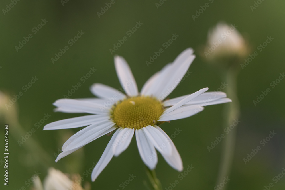 Bud of a blooming chamomile close-up. Macro photo of a daisy Bud of a blooming chamomile close-up. Macro photo of a daisy