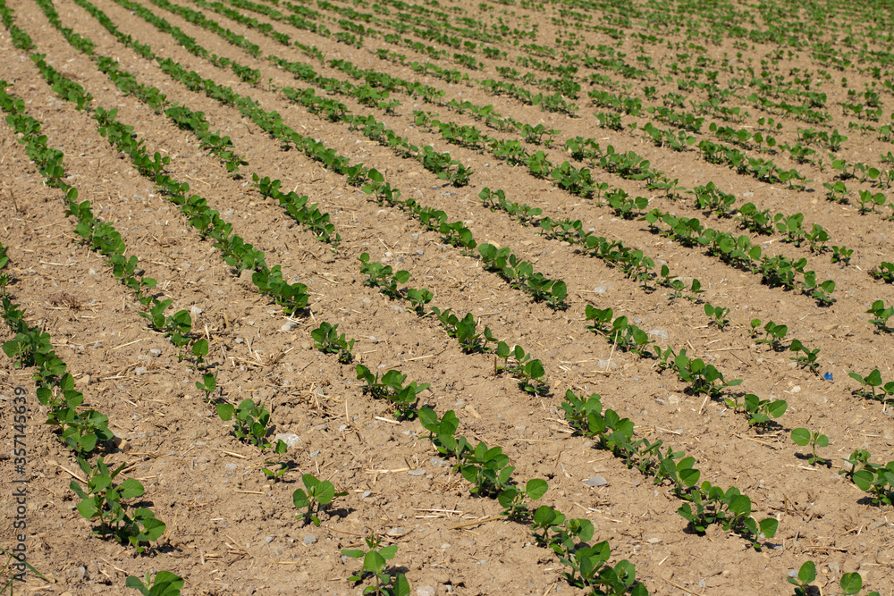 Field with seedlings of soybeans, Glycine max Field with seedlings of soybeans, Glycine max