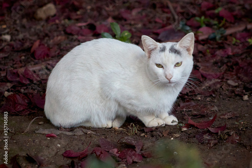 cat walking down the street