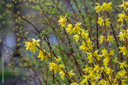 Beautiful blooming forsythia bush with yellow flowers, growing in the garden. Abstract natural background.