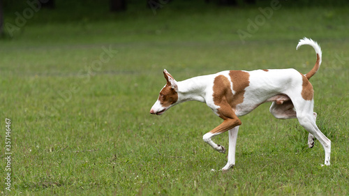 White dog with red spots breed the Podenco of Ibicenco running around the lawn in the forest photo