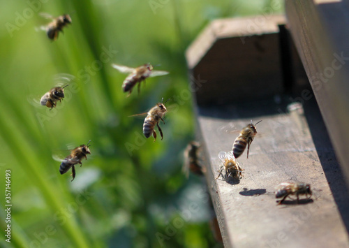 Bienenflug © dominic_dehmel