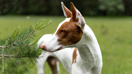 Dog portrait white-red color rocks the ibizian hound Greyhound. A walk in the woods with a purebred hunting dog