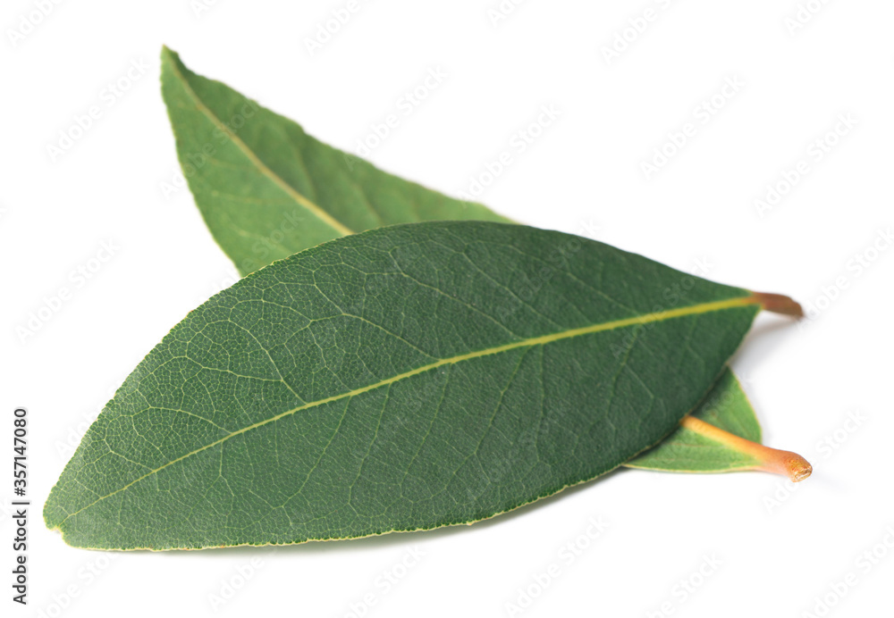 fresh bay leaves isolated on the white background fresh bay leaves isolated on the white background