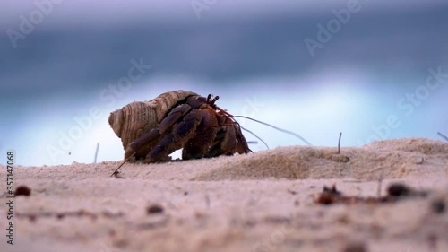 Hermit Crab during sunset, looking for new big shell at beach photo