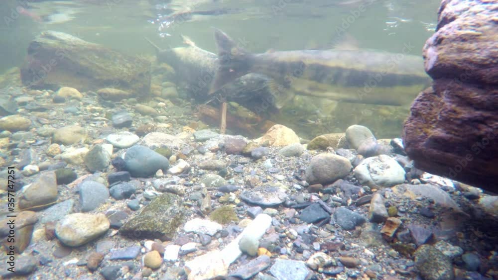 Salmon fighting over territory to spawn in river bed Salmon fighting over territory to spawn in river bed