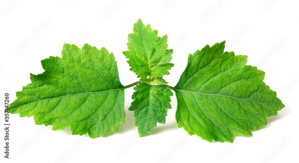 fresh Patchouli (Pogostemon cablin) leaves isolated on the white background fresh Patchouli (Pogostemon cablin) leaves isolated on the white background