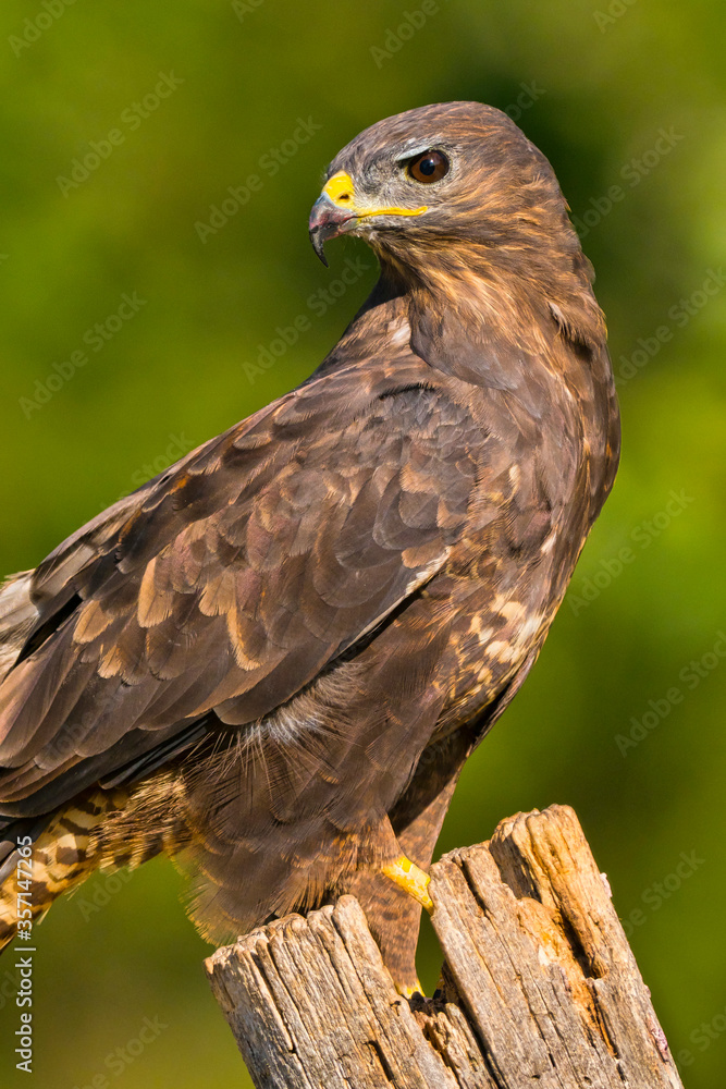 Buzzard, Buteo buteo, Spanish Forest, Castile and Leon, Spain, Europe Buzzard, Buteo buteo, Spanish Forest, Castile and Leon, Spain, Europe