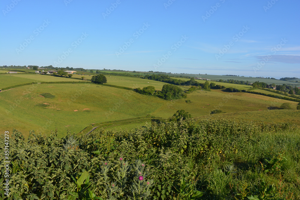 View from Donkey Lane trail over valley and green rolling hills to horizon, with thistles flowering in the foreground, Sherborne, Doset, England.