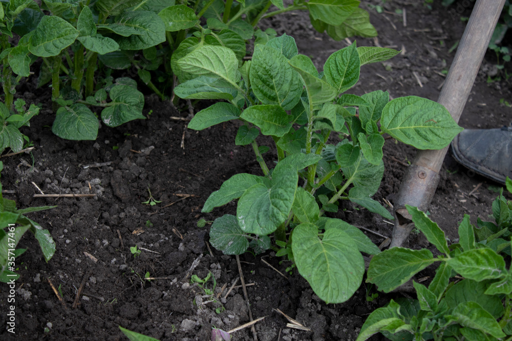 Work in the garden. Hand with a hoe. Plant vegetables. Hard, dirty work. Village, land. Farming concept. High quality photo Work in the garden. Hand with a hoe. Plant vegetables. Hard, dirty work. Village, land. Farming concept. High quality photo