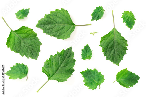 Bild auf Leinwand collection of fresh Patchouli (Pogostemon cablin) leaves isolated on the white b