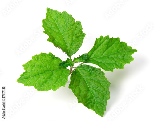 fresh Patchouli (Pogostemon cablin) leaves isolated on the white background