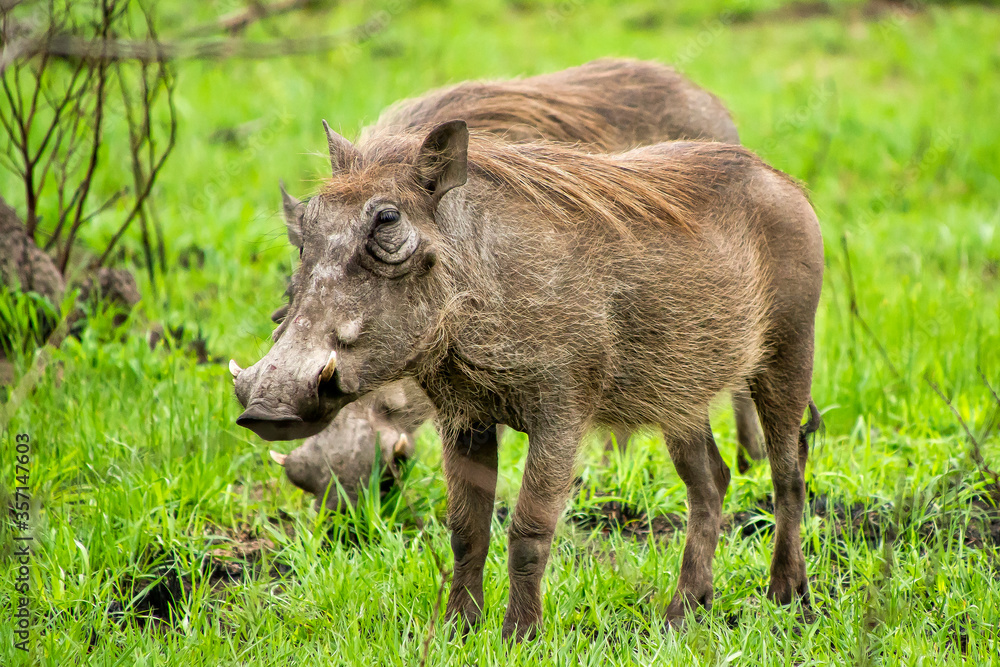 Warthog, Phacochoerus africanus, Kruger National Park, South Africa, Africa Warthog, Phacochoerus africanus, Kruger National Park, South Africa, Africa