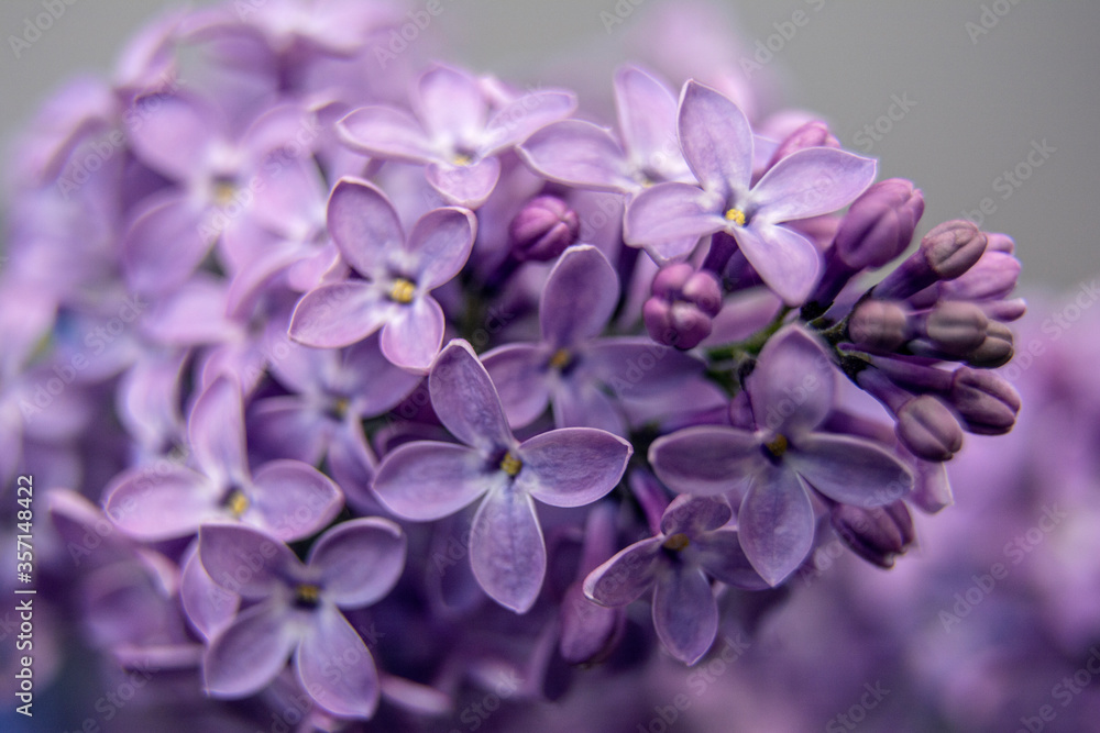 Macro image of spring lilac violet flowers, abstract soft floral background