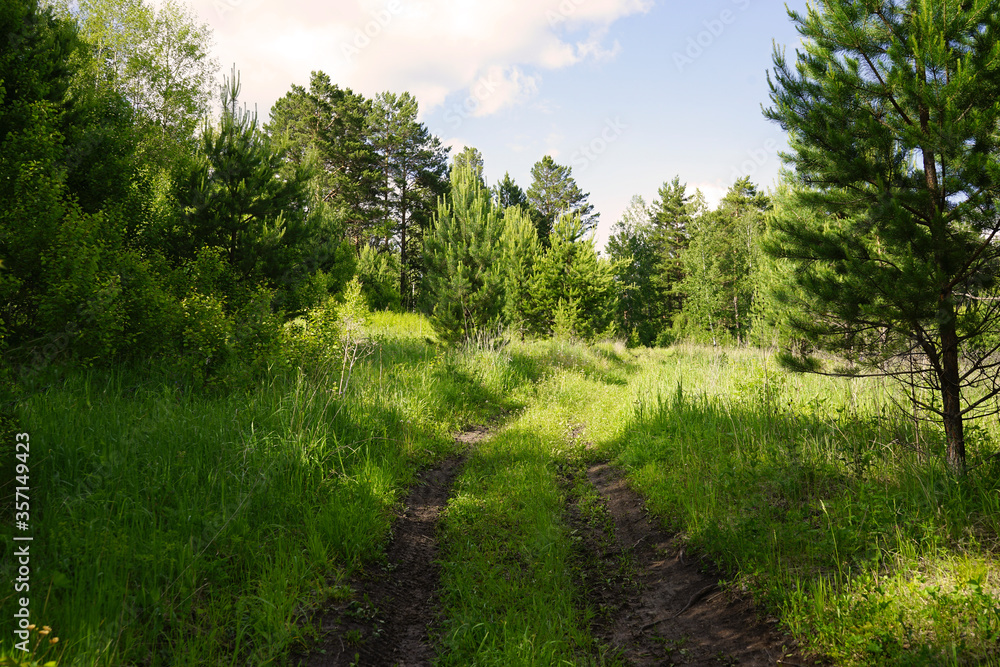 The road in the forest. Woodland in the summer. Landscape. The shadow of the trees on the green grass on a sunny evening in the forest. Path in the woods.