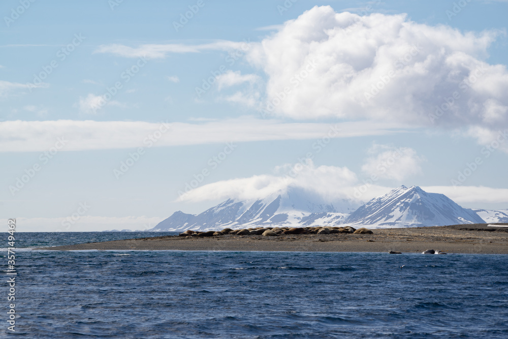 Walrus colony at Walrus colony at