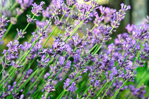 Background of lavender