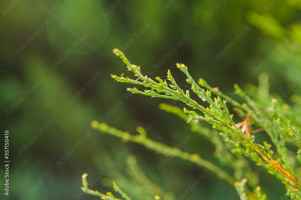 Young tree. Green branch of a young tree. Young tree. Green branch of a young tree.