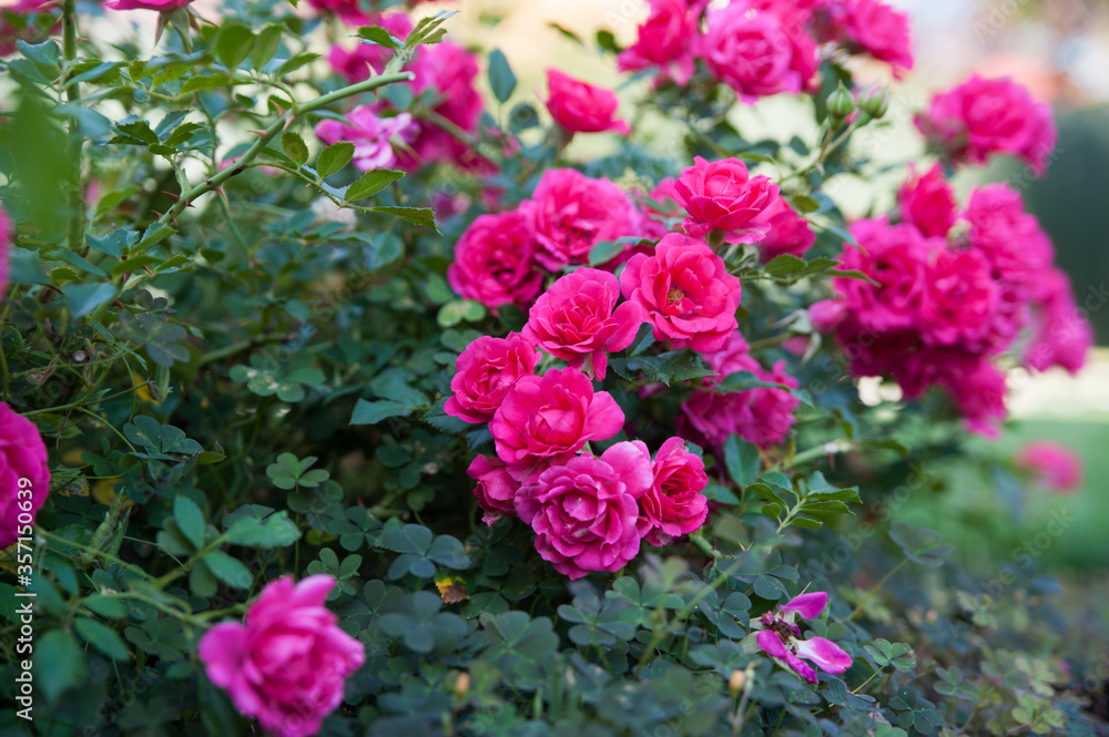 Landscape. Flowers in the garden. Garden Ideas.
Pink flowers Landscape. Flowers in the garden. Garden Ideas.
Pink flowers