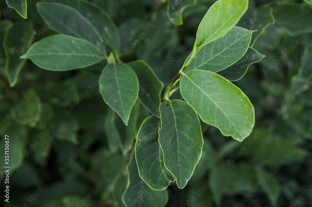 Green leaves. Leaves of a young tree. Young garden Green leaves. Leaves of a young tree. Young garden