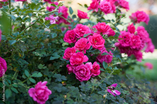 Landscape. Flowers in the garden. Garden Ideas. Pink flowers