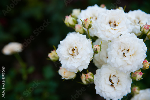 Landscape. White flowers. Flowers in the garden. Garden Ideas © Fostic