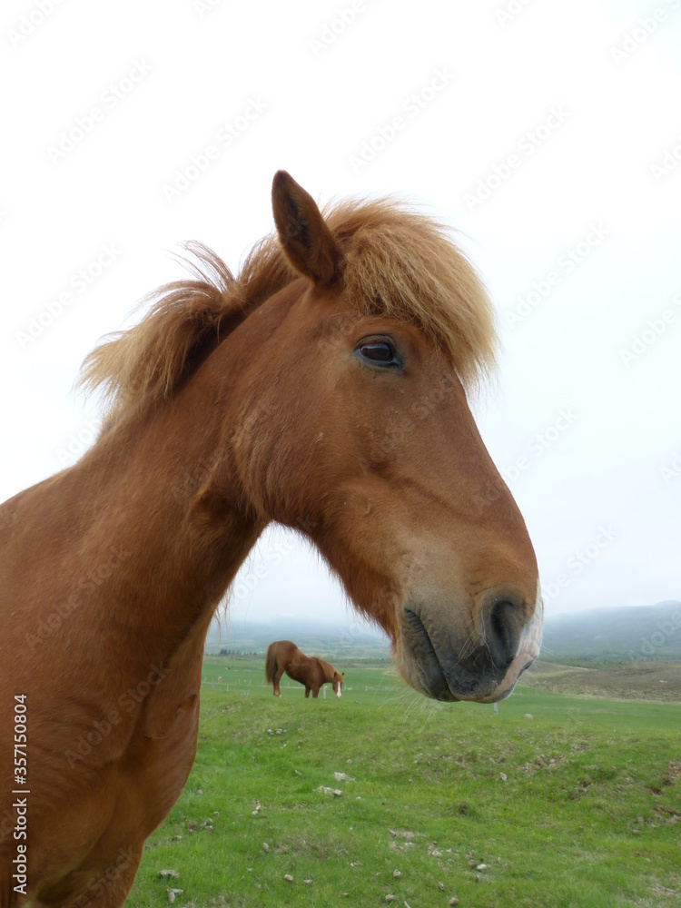portrait of a brown horse in Iceland portrait of a brown horse in Iceland