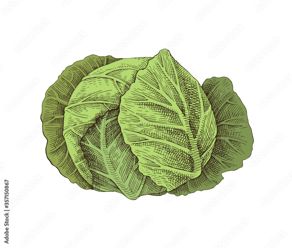 Fototapeta premium Hand drawn white cabbage