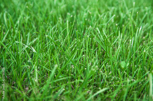 Lawn. Green lawn. Fresh lawn. Landscape