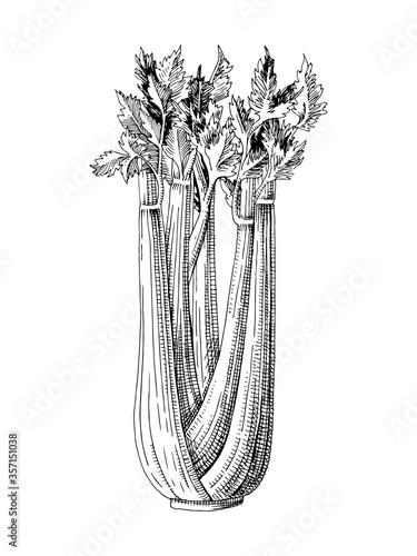 Hand drawn celery plant