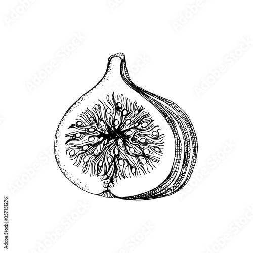 Hand drawn black and white fig half
