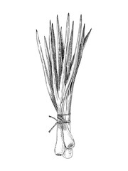 Leinwandbilder Kräuter Frühlingszwiebeln Bund handgezeichnete Illustration  © Marina Gorskaya