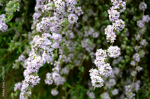 Buddleja alternifolia perennial deciduous shrub or small tree up to three meters high, grows strongly width leaves are lanceolate, opposite, shortly petiolate. Fragrant flowers grow in laths. blooms photo