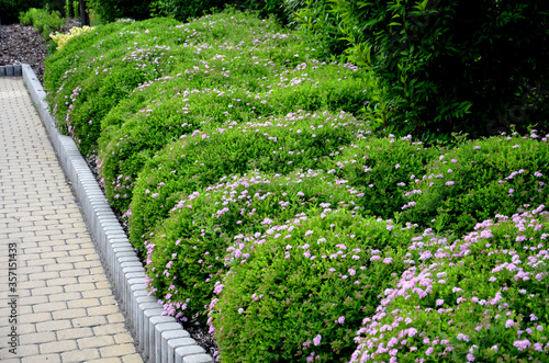 spirea bumalda low shrubs cut into the shape of a scoop of buns pink flower by the sidewalk interlocking beige paving concrete curb photo