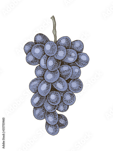 Hand drawn colorful grapes branch