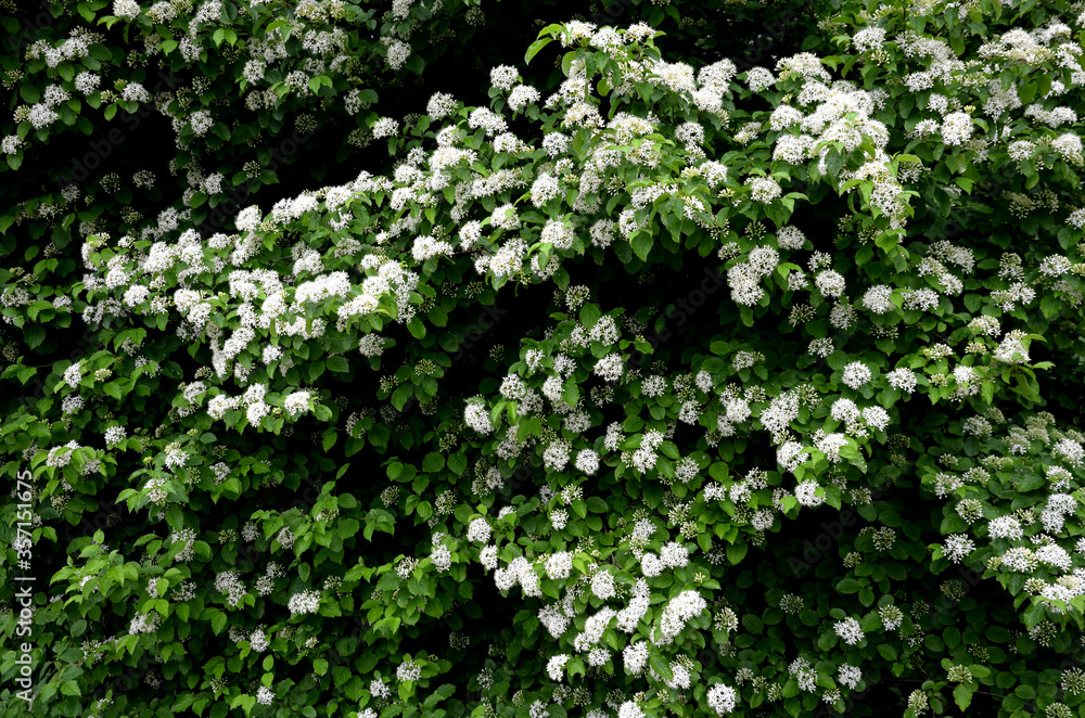 cornus sanguinea dogwood is a deciduous shrub with simple opposite