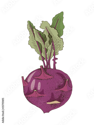 Hand drawn kohlrabi plant