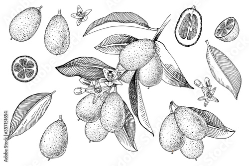Hand drawn kumquat set