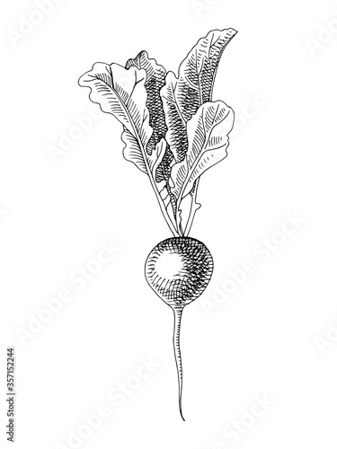 Hand drawn radish plant