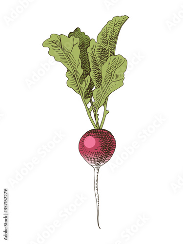 Hand drawn radish plant