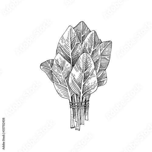 Hand drawn spinach bunch
