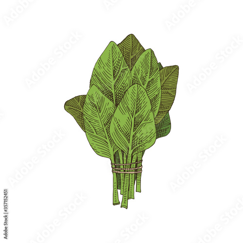 Hand drawn spinach bunch