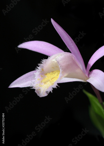 orchids pleione isolated on black photo