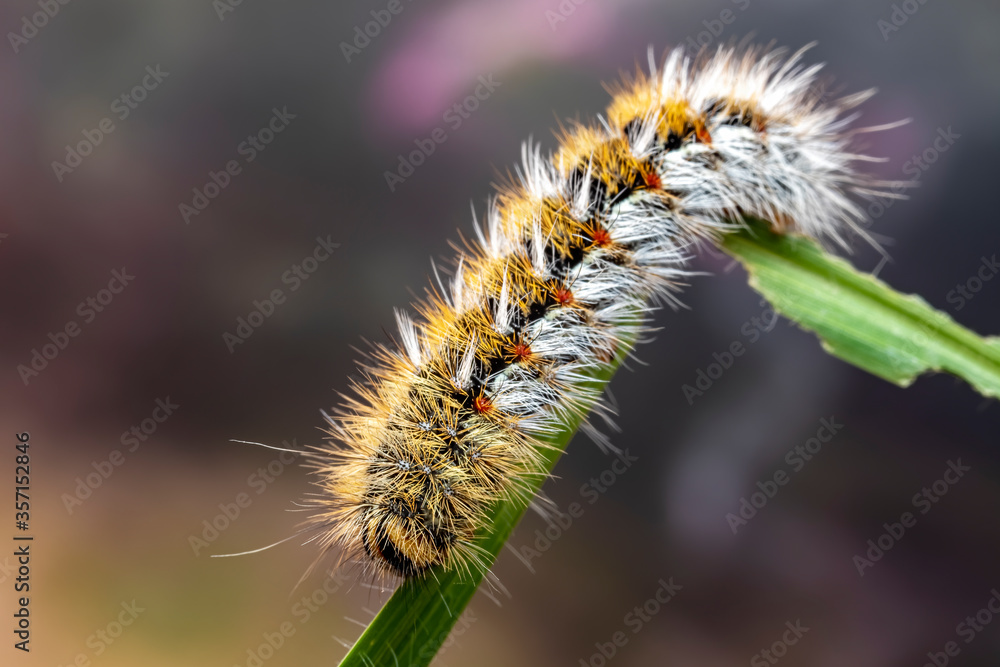 Obraz premium Eyespot Anthelid (Anthela ocellata) caterpillar