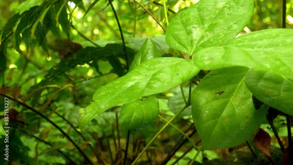 custom made wallpaper toronto digitalDense rainforest vegetation on tropical island, Africa