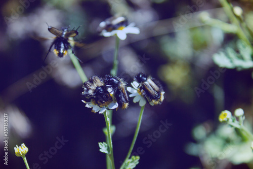 Fototapeta Naklejka Na Ścianę i Meble -  flying insects on a flower