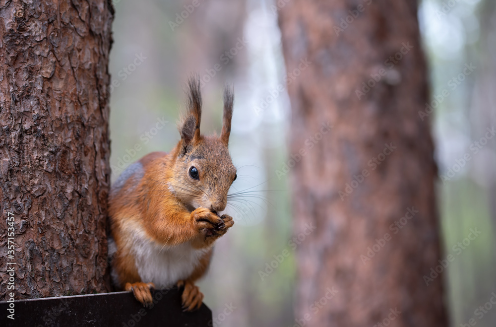 Ginger red squirrel with cone on pine tree branches in autumn forest Ginger red squirrel with cone on pine tree branches in autumn forest