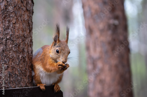 Ginger red squirrel with cone on pine tree branches in autumn forest