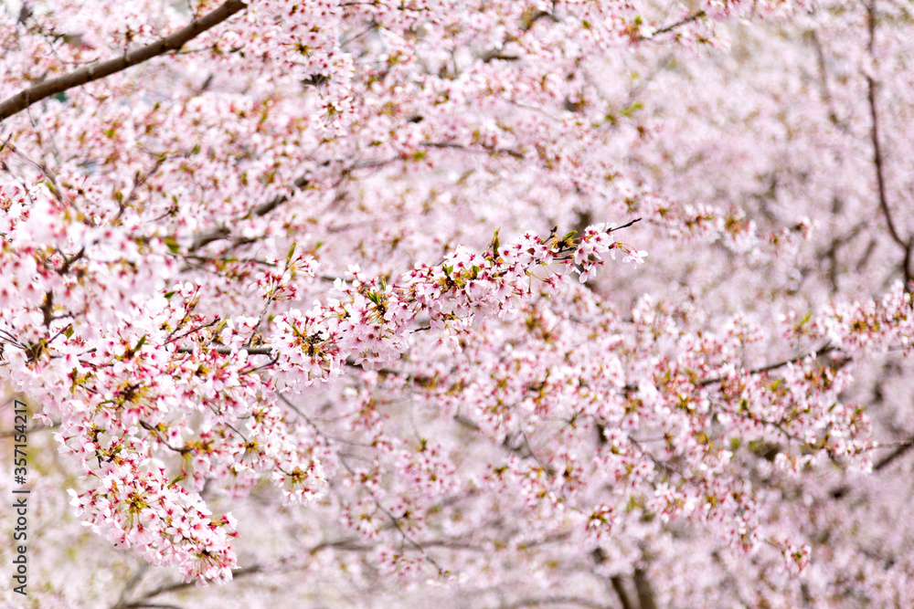 Beautiful sakura cherry blossoms in Japan countryside.